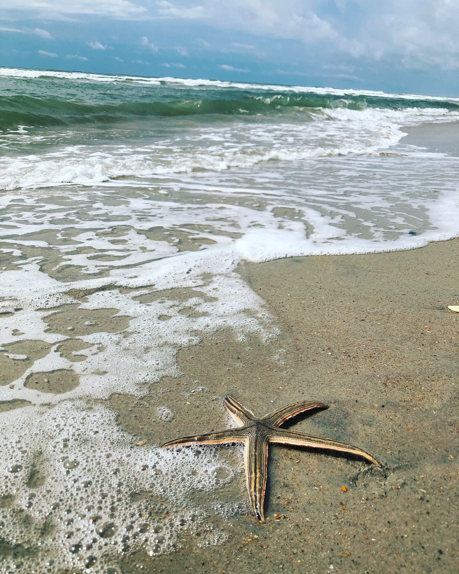 A striped sea star at the tide line on Topsail Island